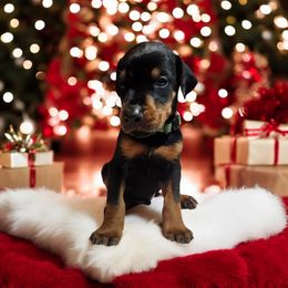 Doberman Pinscher Puppies from Makkr Ridge Dobermans LLC