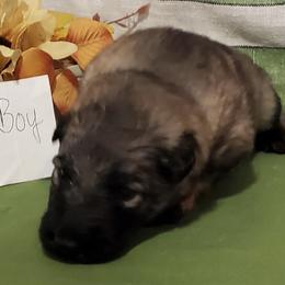Boy 3 - male Shiloh Shepherd puppy in Caneadea, New York from Strauss Haus Shepherds