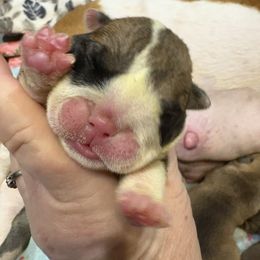 Girl 3 - Red and white female Bulldog puppy in Wolf Creek, Oregon from Dejah Bleu Bulldogs