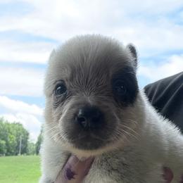 Fiddle - Blue male Australian Cattle Dog puppy in Devalls Bluff, Arkansas from Coolhand's Australian Cattle Dogs