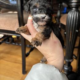 Tiana - Phantom female Goldendoodle puppy in Anderson, South Carolina from M & L Pups
