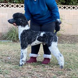 Draco - Poodle