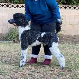 Draco - Poodle