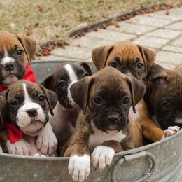 Airedale Terrier and Boxer Puppies from Roc Haven Airedales & Boxers