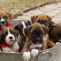 Airedale Terrier and Boxer Puppies from Roc Haven Airedales & Boxers