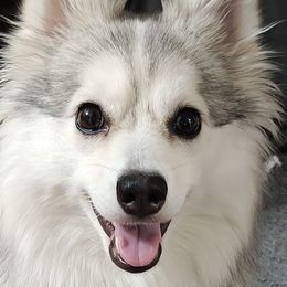Zari - Pomsky