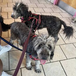 Aussiedoodle puppies from Lyon and Luna Goldendoodles Bernedoodles