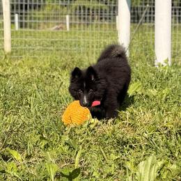 Espresso - male Nenets Herding Laika puppy in Rockville, Maryland from Skais the Limit
