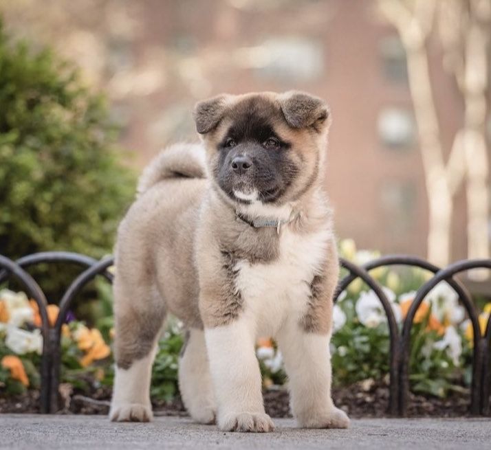 An Akita puppy strikes a pose