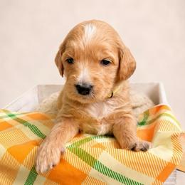 Funshine Bear - Apricot female Goldendoodle puppy in Rocky Point, North Carolina from CelticDoods