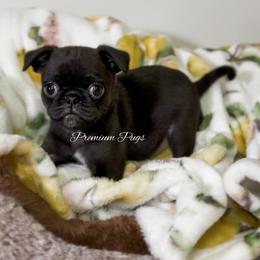 Penny - Black female Pug puppy in Shady Hills, Florida from Premium Pugs
