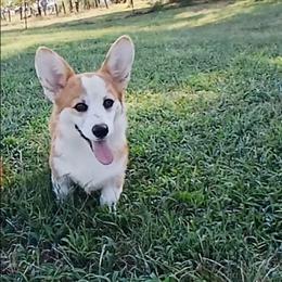 Rubble - Red male Pembroke Welsh Corgi puppy in Redfield, Kansas from Owenby's Corgi's