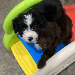 Bordoodle and Poodle Puppies from 5 Cent Canine Co.