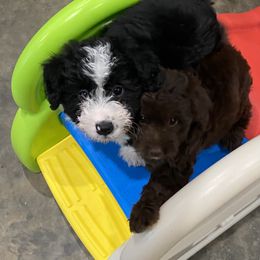 Bordoodle and Poodle Puppies from 5 Cent Canine Co.