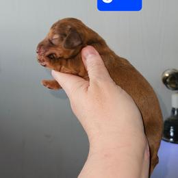 Girl 1 - Red female Dachshund puppy in Lansing, Michigan from Black Thunder 517 Cane Corso and Dachshunds and frenchies