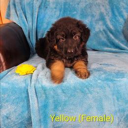 Yellow Collar - Bi-color female German Shepherd puppy in Louisville, Ohio from Crooked River German Shepherds