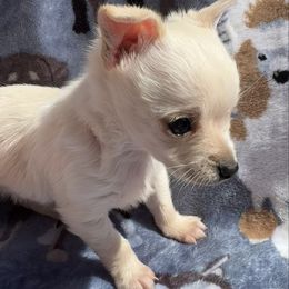 Georgie - Cream male Chihuahua puppy in Miami, Florida from Little Family Paws