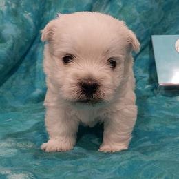 Blue Boy - White male West Highland White Terrier puppy in Macy, Indiana from Country Grove Breeding LLC