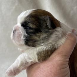 Shih Tzu Puppies from Little Miracles Shih Tzu