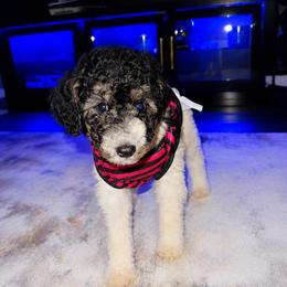 Poodle Puppies from KD's Luxury Nursery