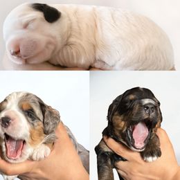 Bernedoodle puppies from Dashing Doodles