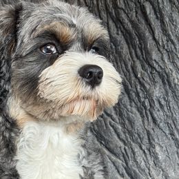 Freedom - Cavapoo