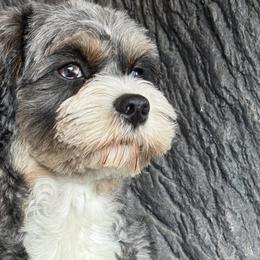 Freedom - Cavapoo