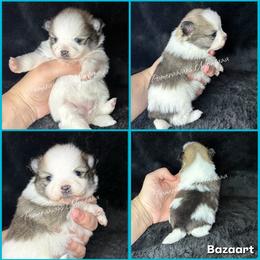 AKC Zoey (might be staying here) - Orange sable female Pomeranian puppy in Saint Ignatius, Montana from Pomeranians Montana
