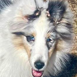 Jewel - Shetland Sheepdog
