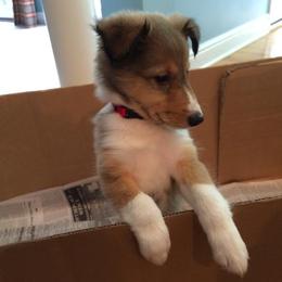 Shetland Sheepdog Puppies from Fancypants Shetland Sheepdogs