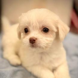 Casper - White male Havanese puppy in Lancaster, South Carolina from 3 Bs Havanese-PUPPIES with  PURPOSE