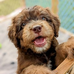 Australian Shepherd puppies from Hope & Joy Acres