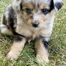Toy Australian Shepherd Puppies from Kickapoo Creek Aussies