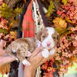 Mary Sanderson - Red  female Goldendoodle puppy in Springville, Utah from JW Doodles