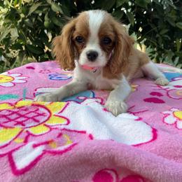 Cavalier King Charles Spaniel Puppies from Purple Moon Cavaliers