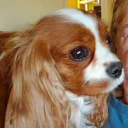 Fancy - Cavalier King Charles Spaniel