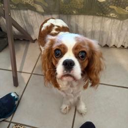 Daisy - Cavalier King Charles Spaniel