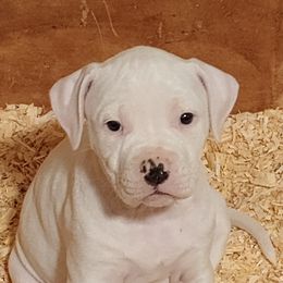 American Bulldog Puppies from Iron Will American Bulldogs