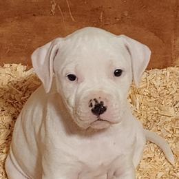 American Bulldog Puppies from Iron Will American Bulldogs