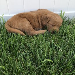 Goldendoodle Puppies from Triple HHH puppies