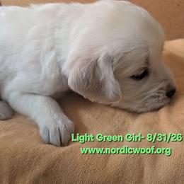 Light Green Girl - Light golden female Golden Retriever puppy in Peoria, Arizona from Nordic Woof's Golden Retrievers