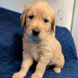 Walnut - Golden male Golden Retriever puppy in Pamplin, Virginia from Hope & Joy Acres