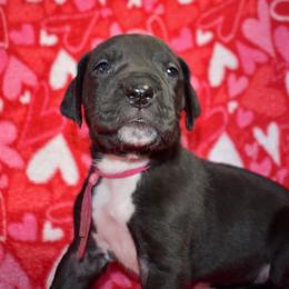 Bulleit - Black and white female Great Dane puppy in Chapmansboro, Tennessee from Balthrop Bend Farms