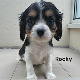 Rocky - Tri-color male Cavalier King Charles Spaniel puppy in Sandstone, Minnesota from Peaceful Garden Cavaliers
