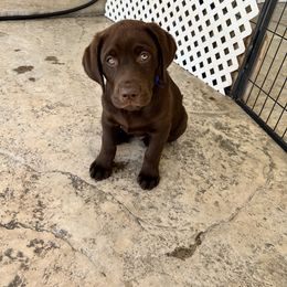Labrador Retriever Puppies from Lacey’s Labradors