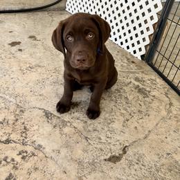 Labrador Retriever Puppies from Lacey’s Labradors