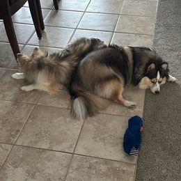 Pomsky All Grown Up from Kenna'z Kuddly Pomskiez