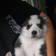 Siberian Husky Puppies from Siberian Songs