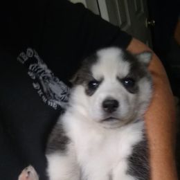 Siberian Husky Puppies from Siberian Songs