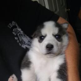 Siberian Husky Puppies from Siberian Songs